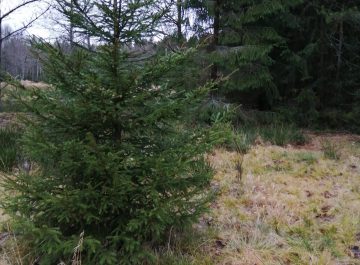 I Sibbo växer framtidens 4H-julgranar featured image